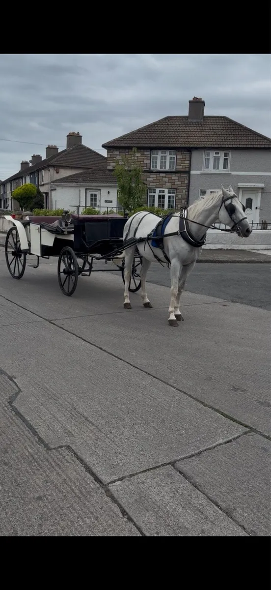 Driving gelding - Image 3