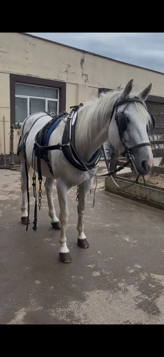 Driving gelding - Image 4