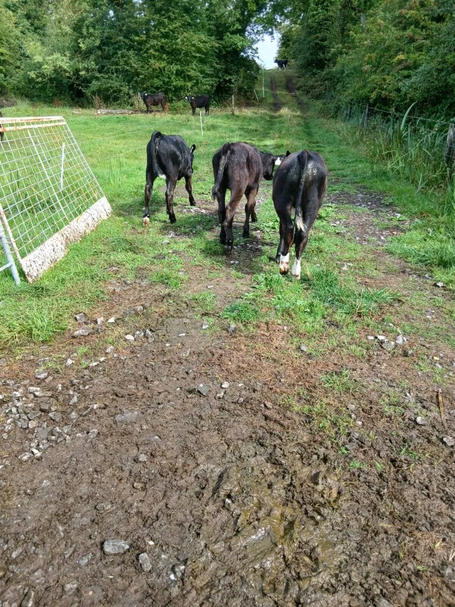 For sale  3 aax  runners - Image 2