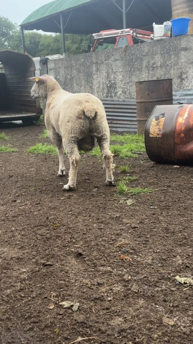 💥💥PB hogget ram 💥💥 - Image 1