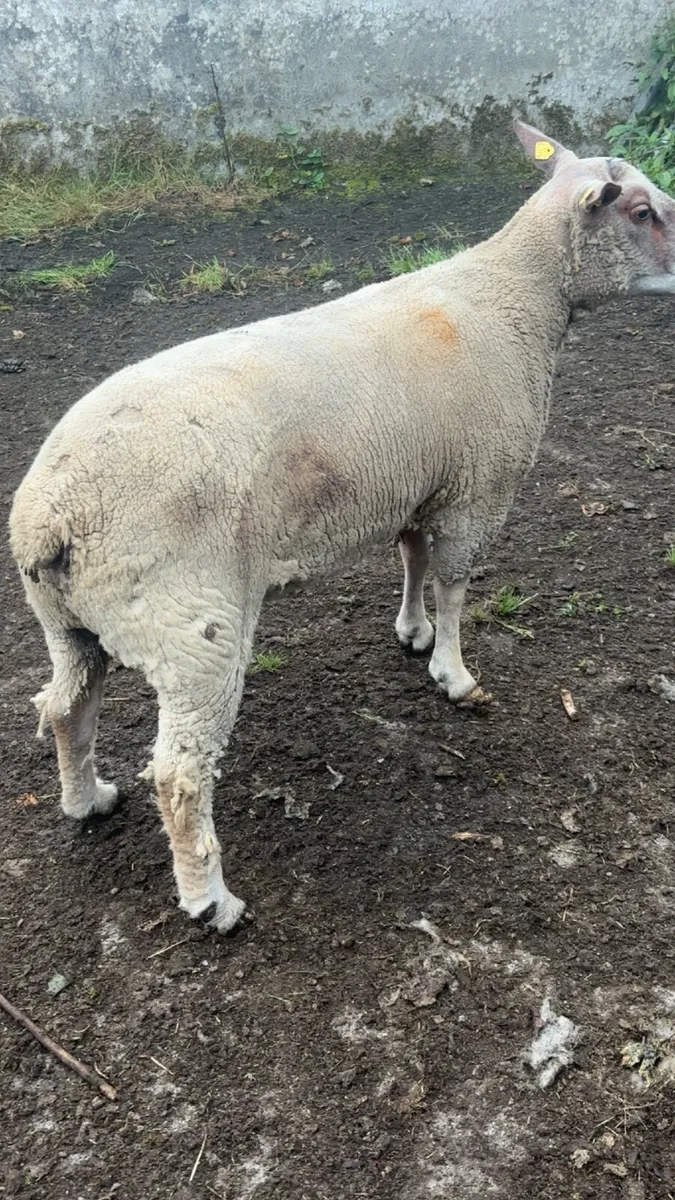 💥💥PB hogget ram 💥💥 - Image 2