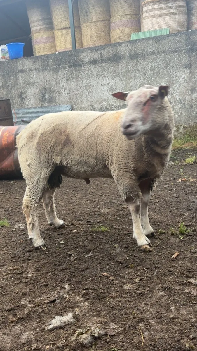 💥💥PB hogget ram 💥💥 - Image 3