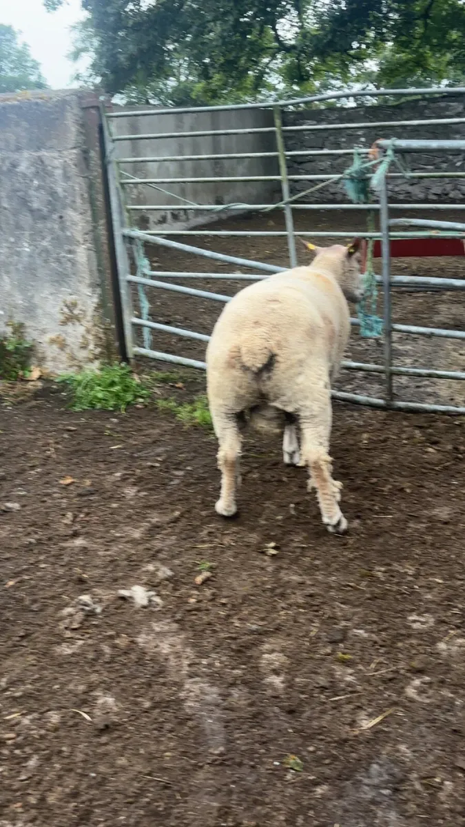 💥💥PB hogget ram 💥💥 - Image 4