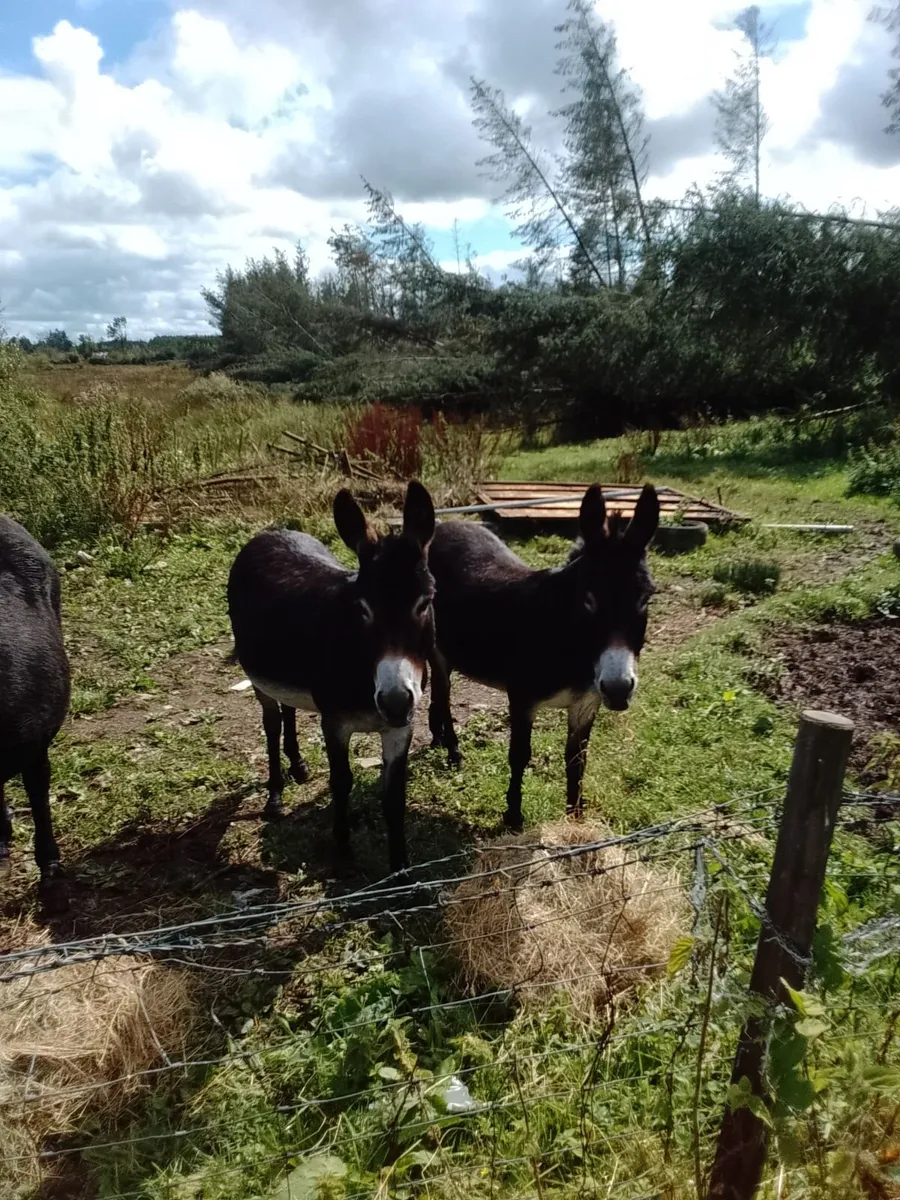Donkeys For Sale - Image 1