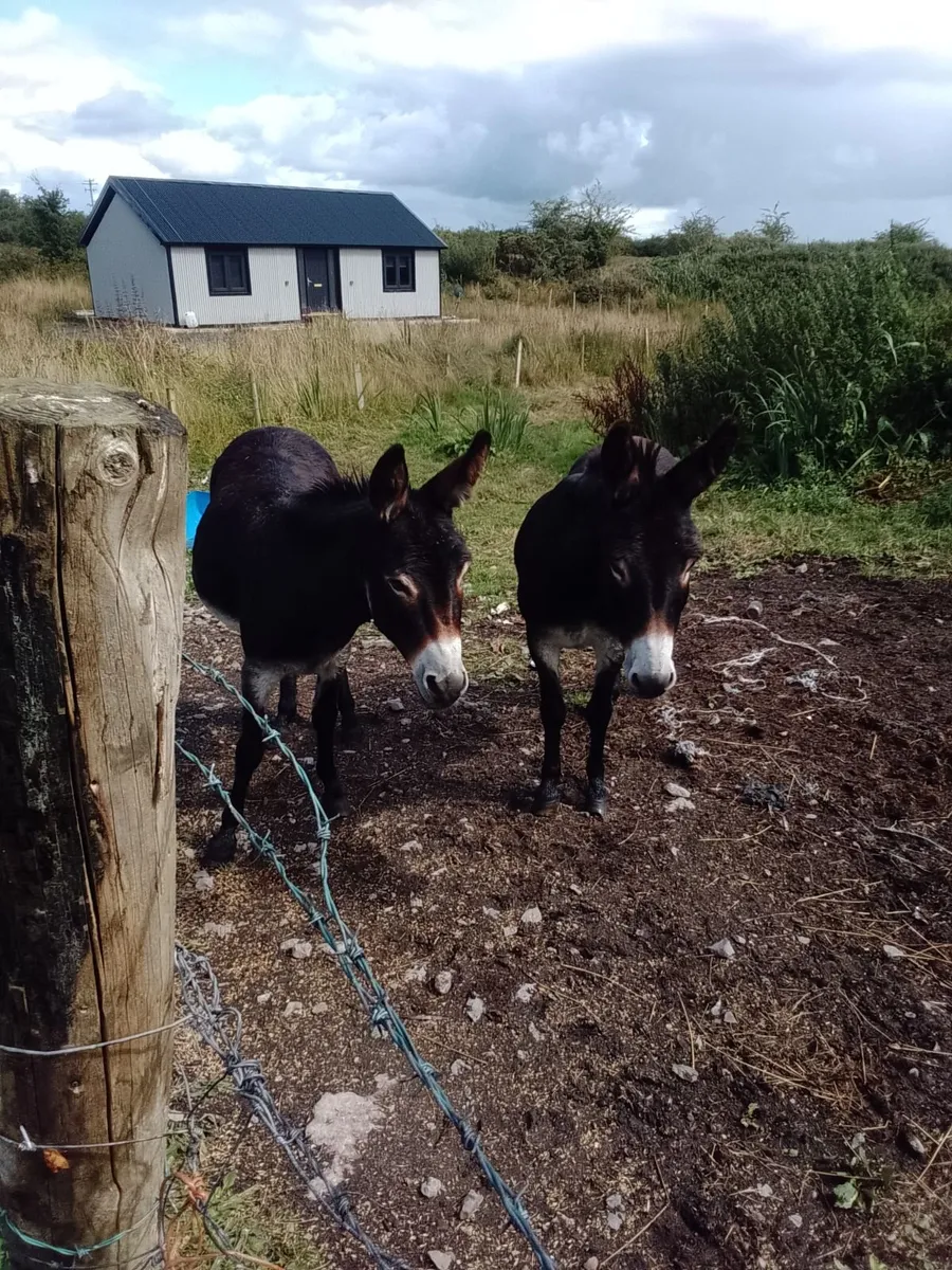 Donkeys For Sale - Image 2