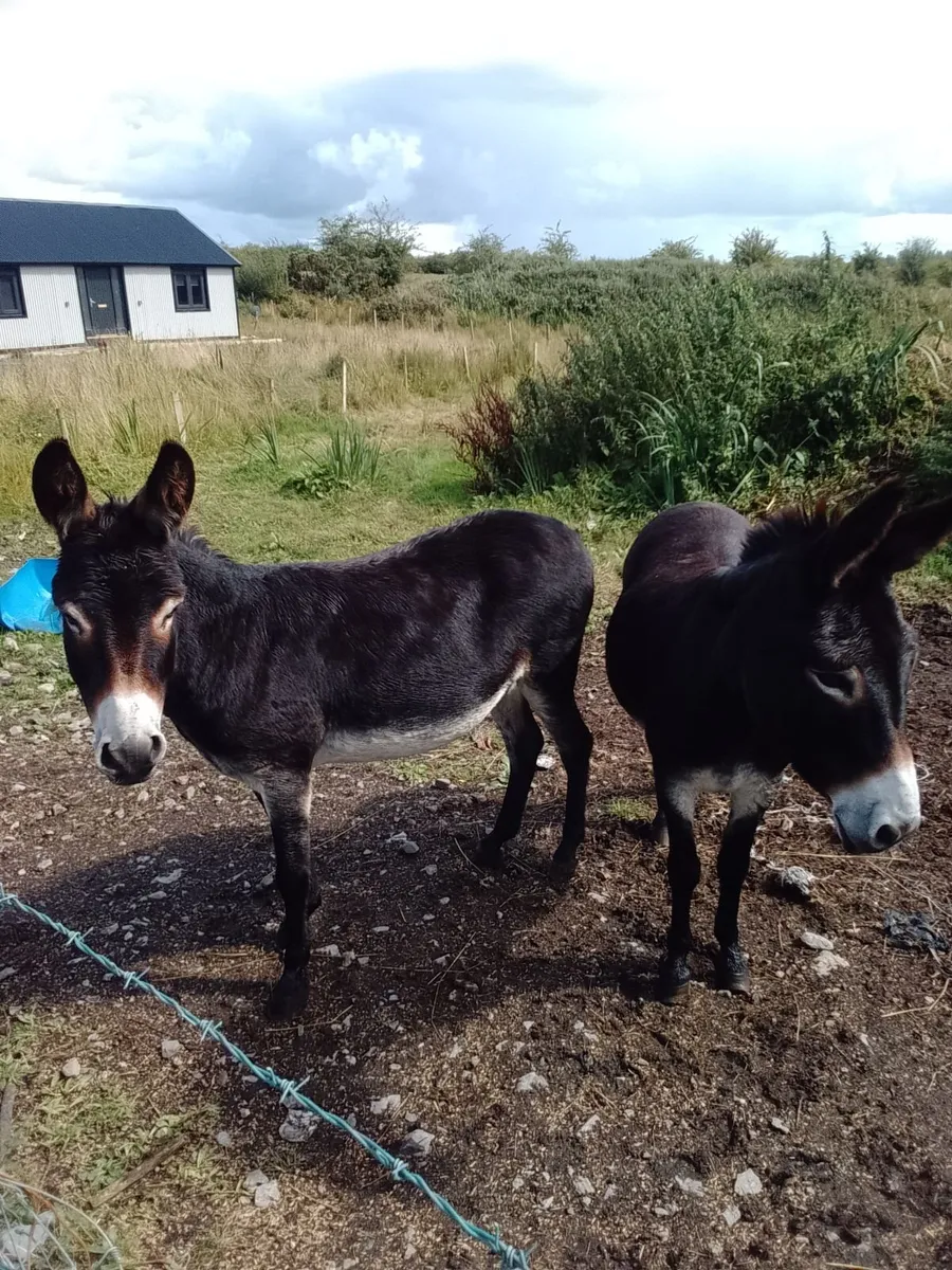 Donkeys For Sale - Image 3