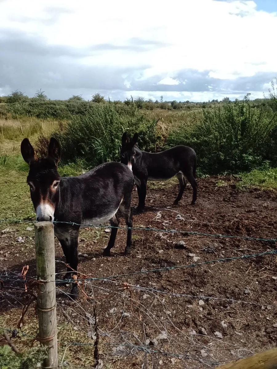Donkeys For Sale - Image 4