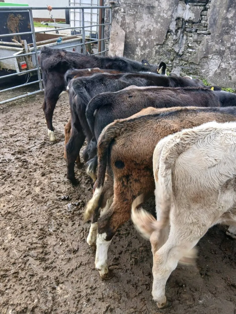 Runner Heifers - Image 3
