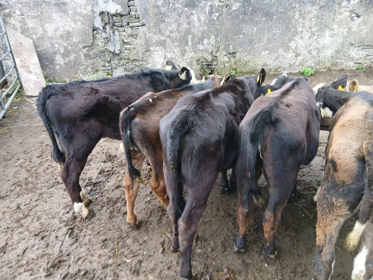 Runner Heifers - Image 4