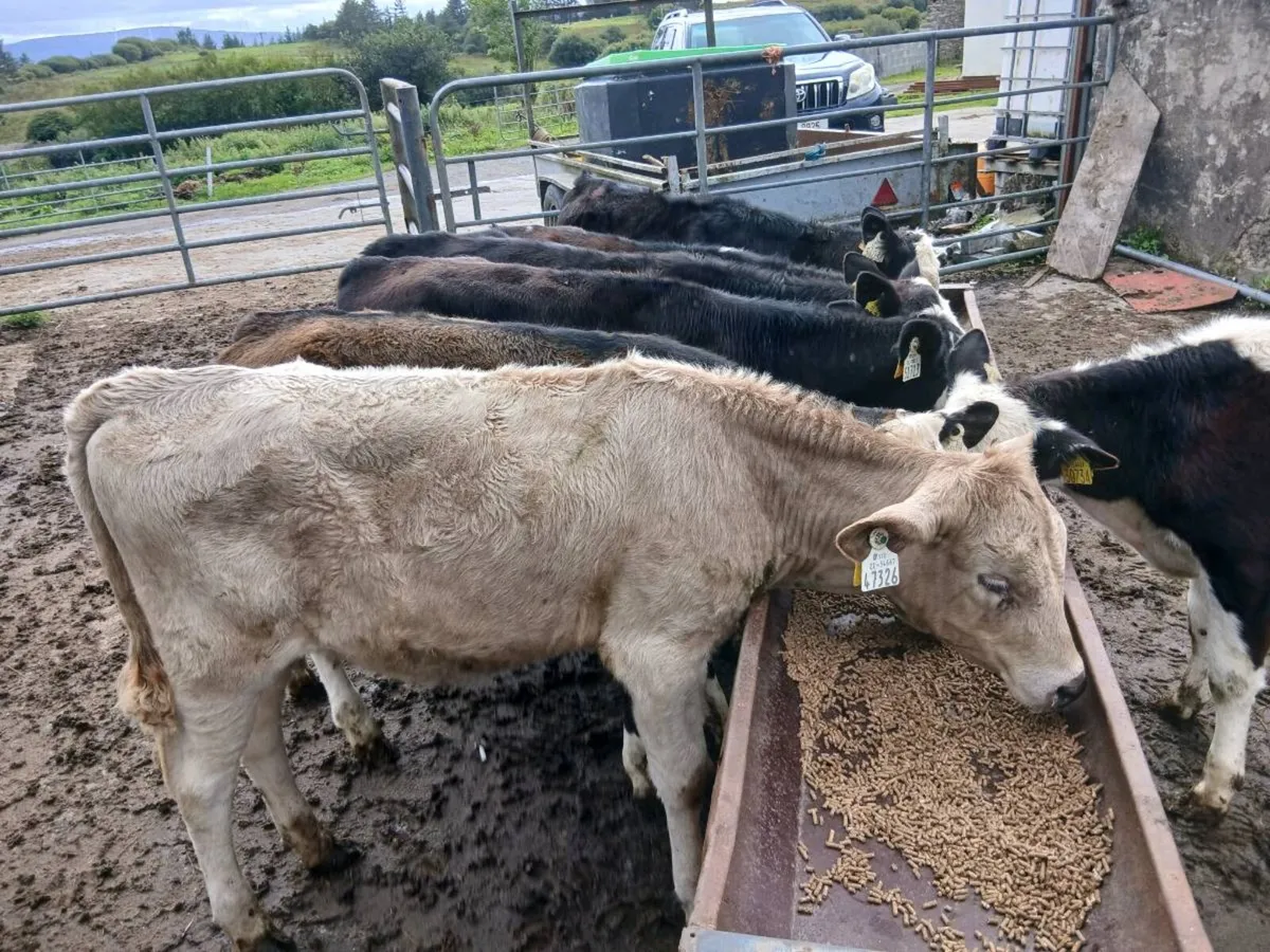 Runner Heifers - Image 1