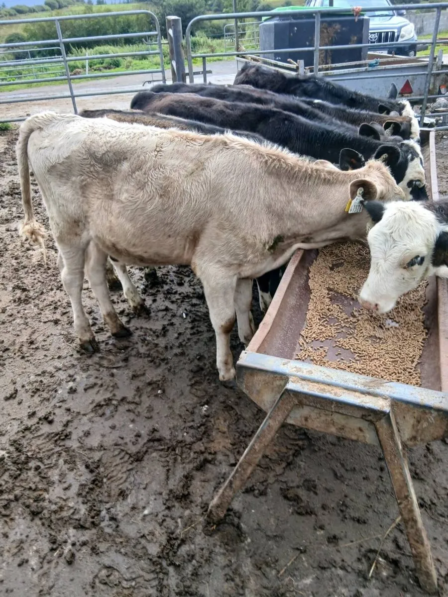 Runner Heifers - Image 2
