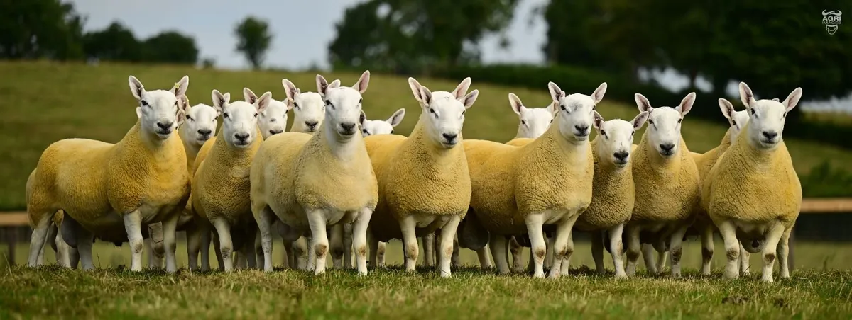 Glebefarm Tuptastic Online Sale - Image 3