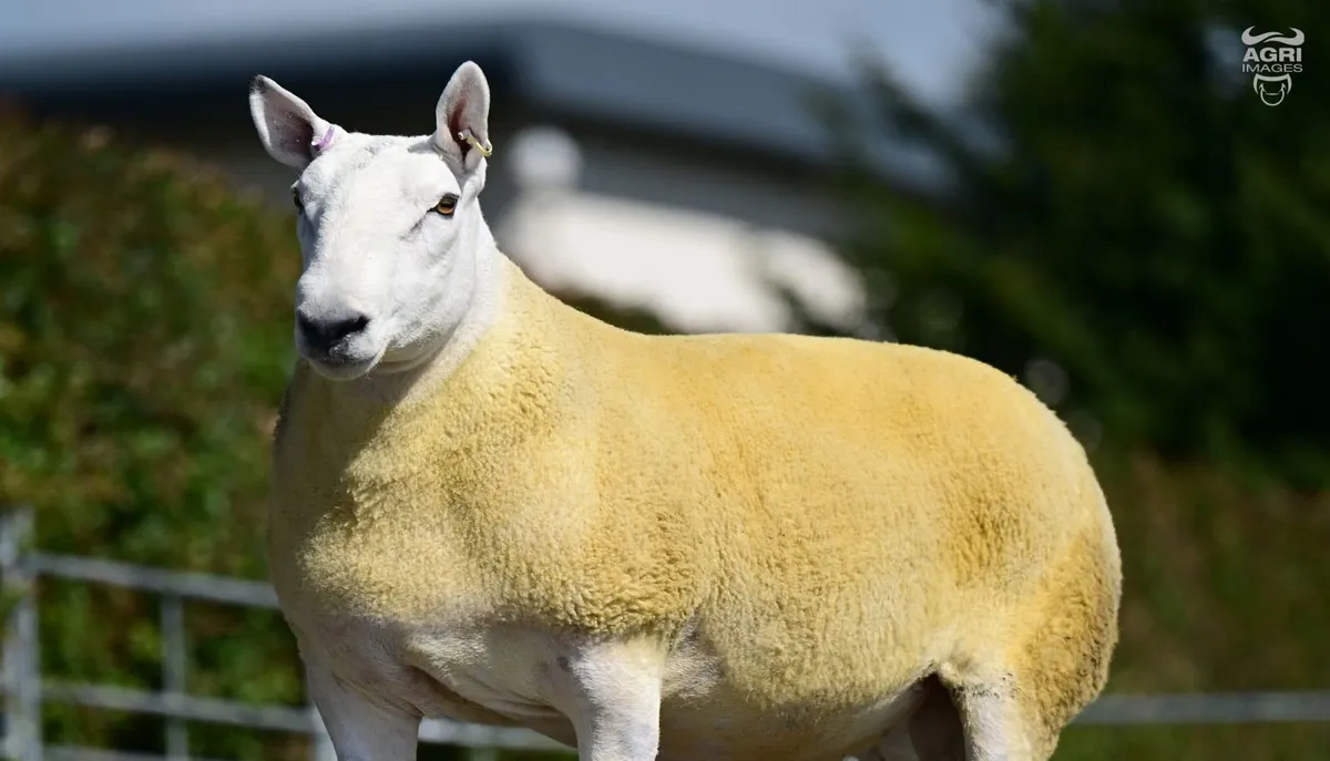 Glebefarm Tuptastic Online Sale - Image 2