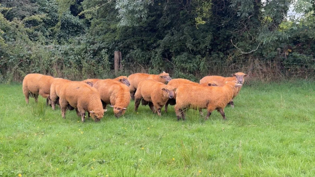 💥💥PEDIGREE VENDEEN RAM LAMBS💥💥 - Image 4