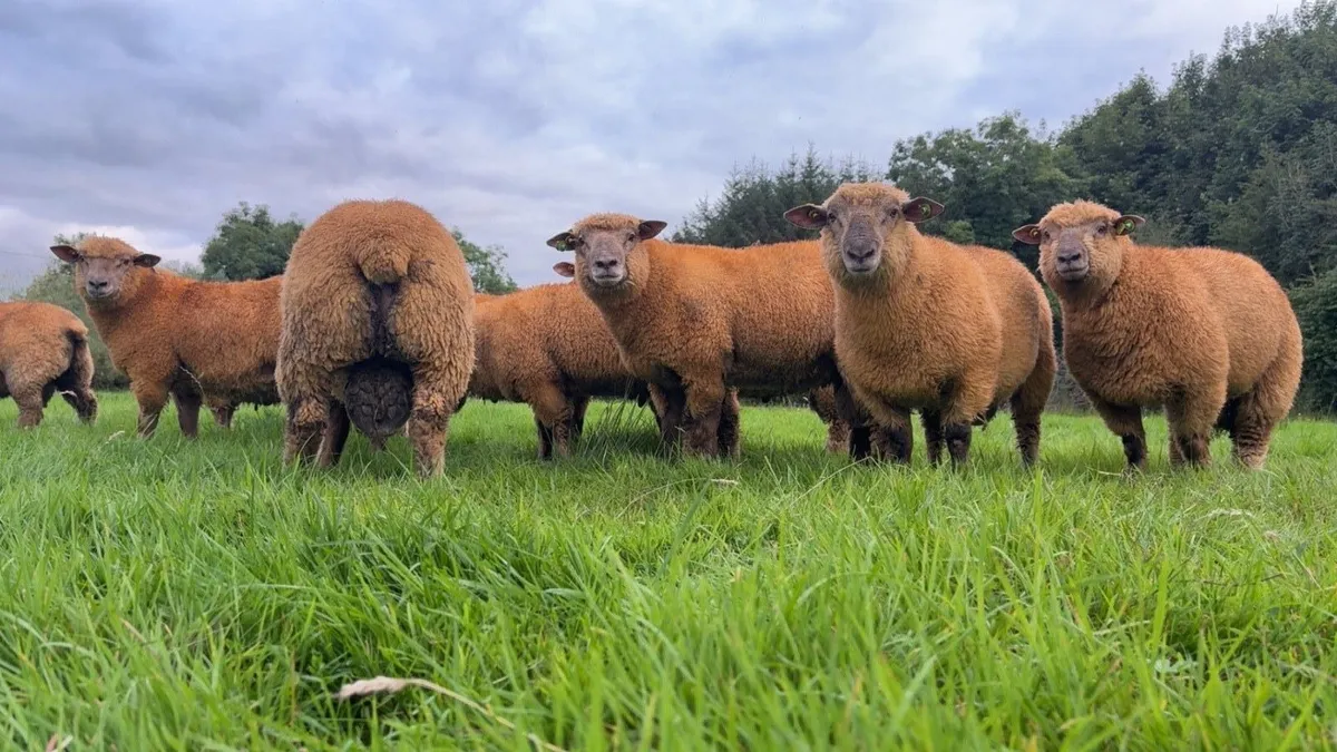 💥💥PEDIGREE VENDEEN RAM LAMBS💥💥 - Image 1