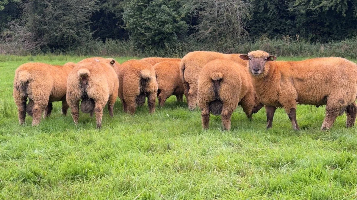 💥💥PEDIGREE VENDEEN RAM LAMBS💥💥 - Image 2