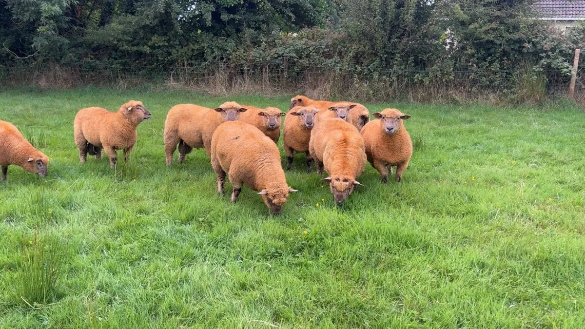 💥💥PEDIGREE VENDEEN RAM LAMBS💥💥 - Image 3