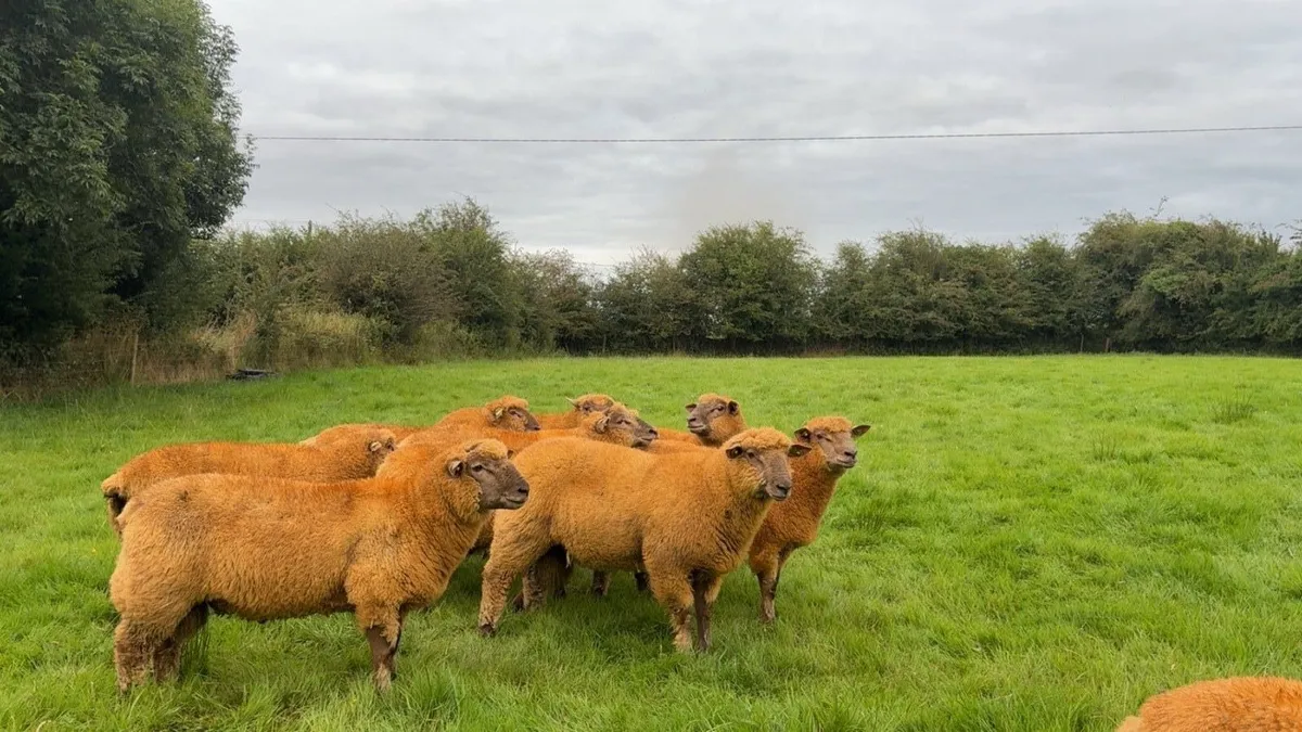 💥💥PEDIGREE VENDEEN RAM LAMBS💥💥 - Image 2