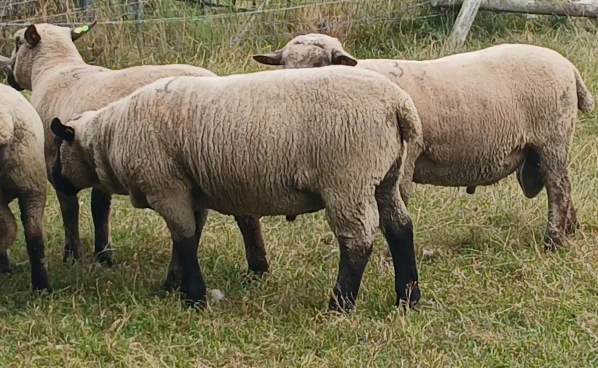 PB Hampshire and Cross bred rams for sale - Image 1