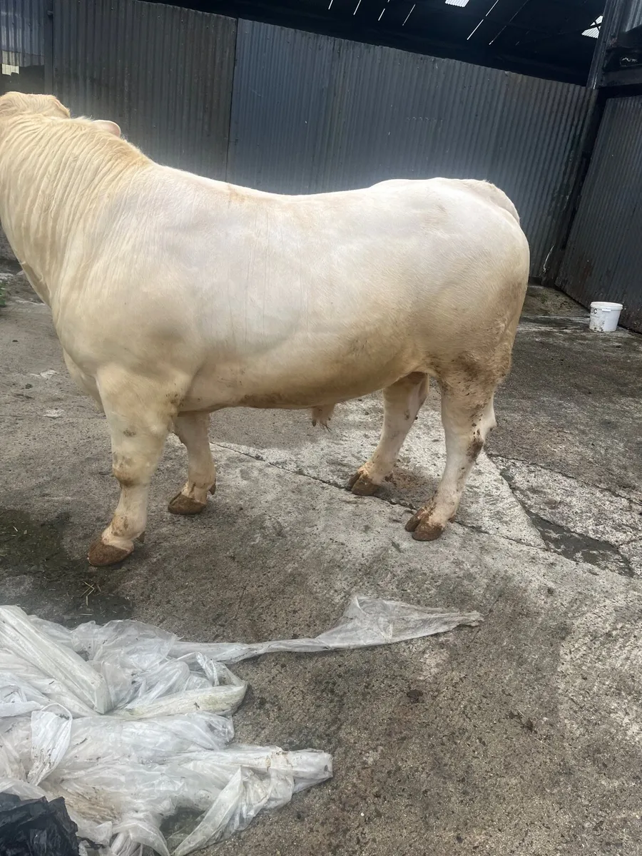 Charolais bull - Image 2