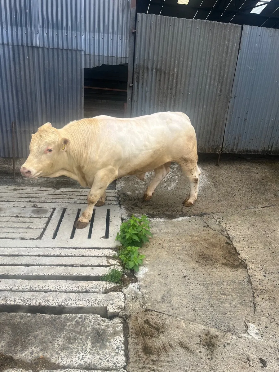 Charolais bull - Image 3