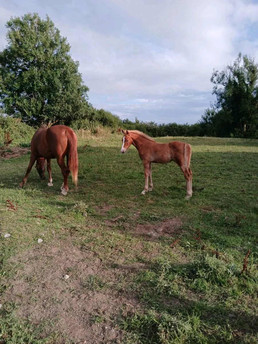 Irish Draught Colt Foal - Image 2