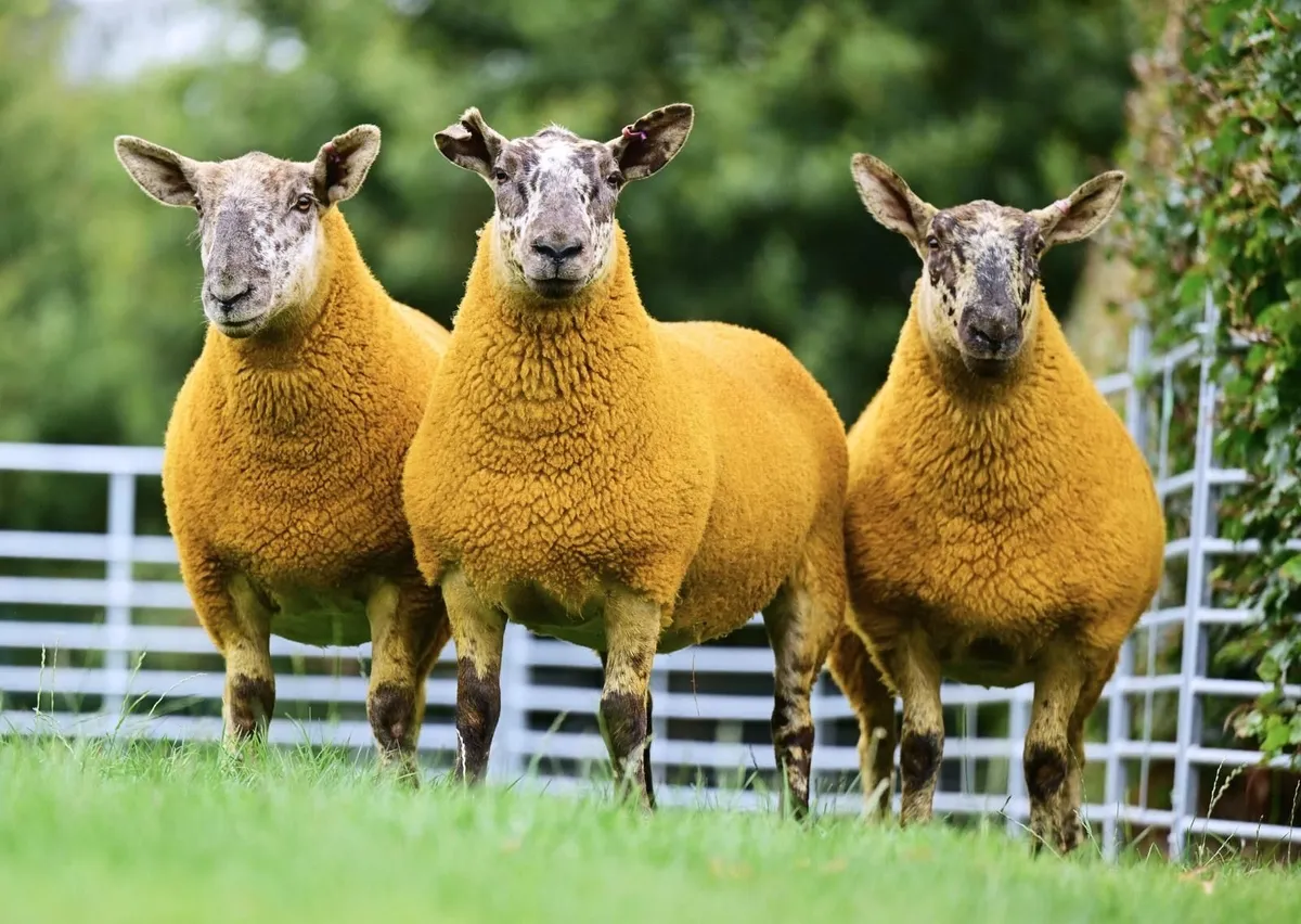 Glebefarm Tuptastic Online Sale - Image 4