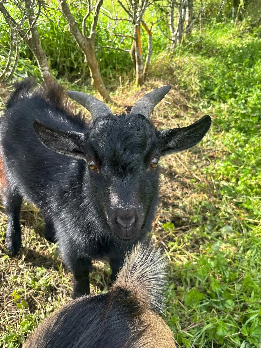 Miniature Pygmy Male Goat - Image 1