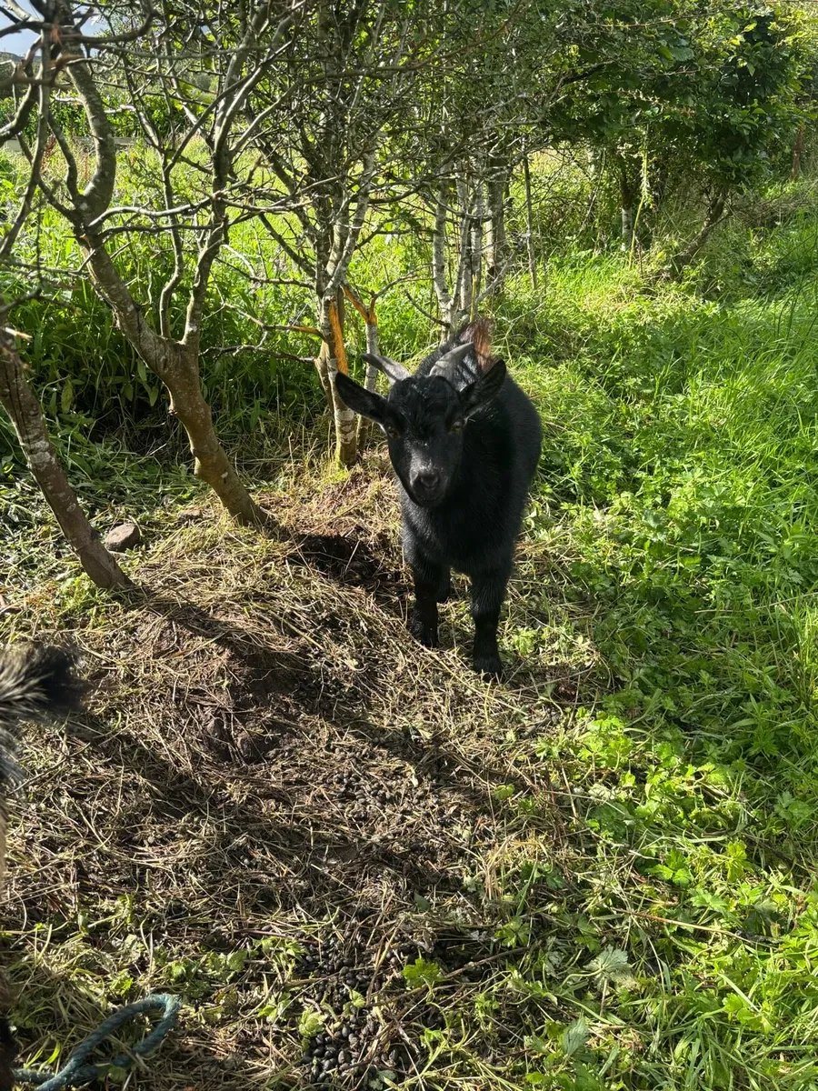 Miniature Pygmy Male Goat - Image 2