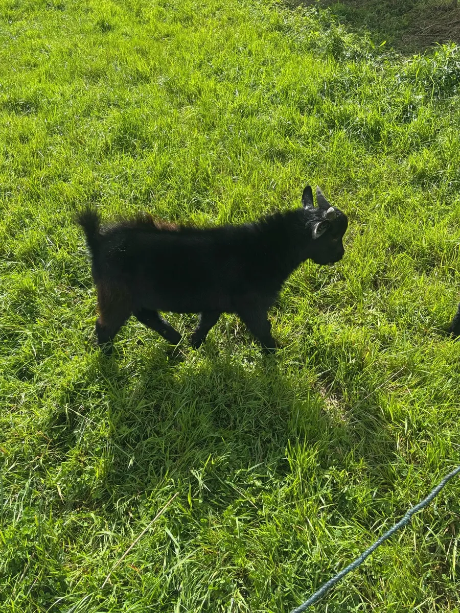 Miniature Pygmy Male Goat - Image 3