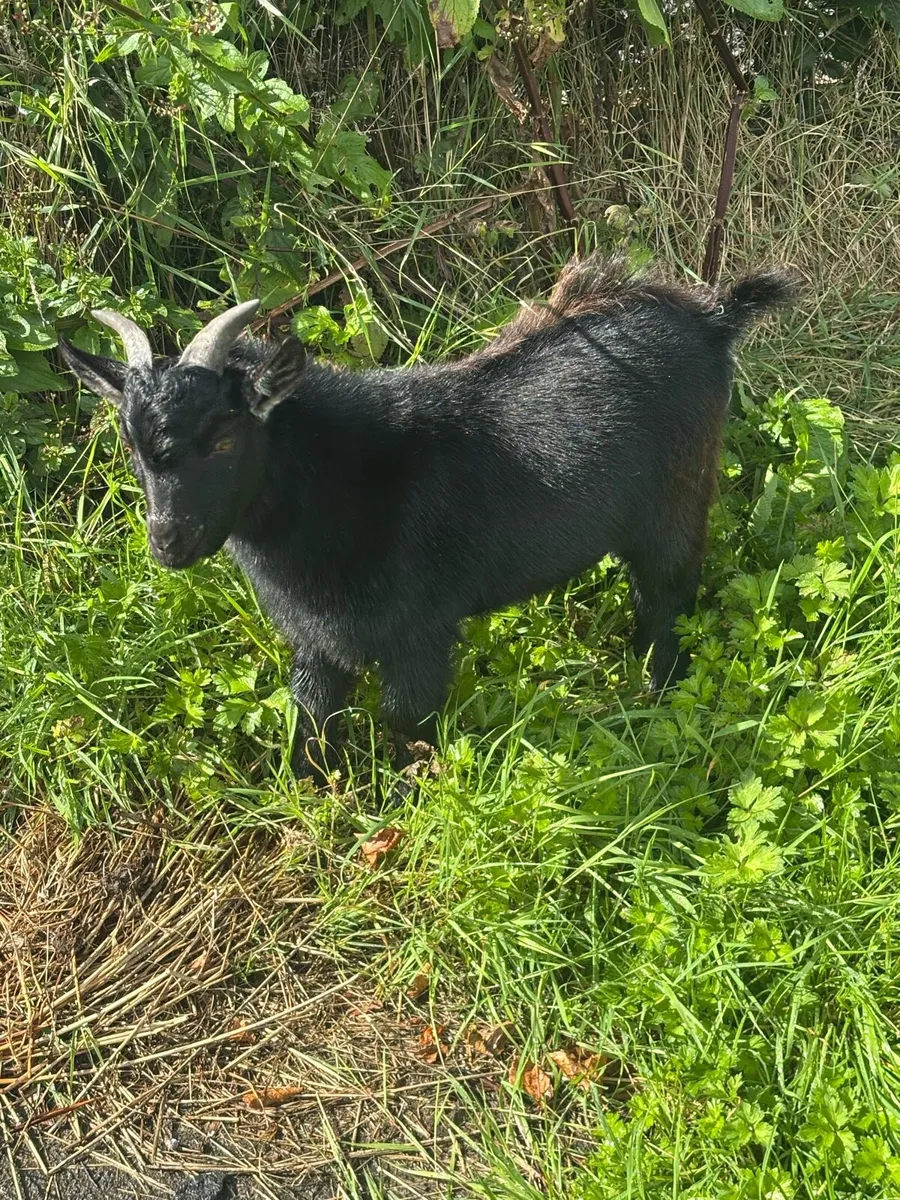 Miniature Pygmy Male Goat - Image 4
