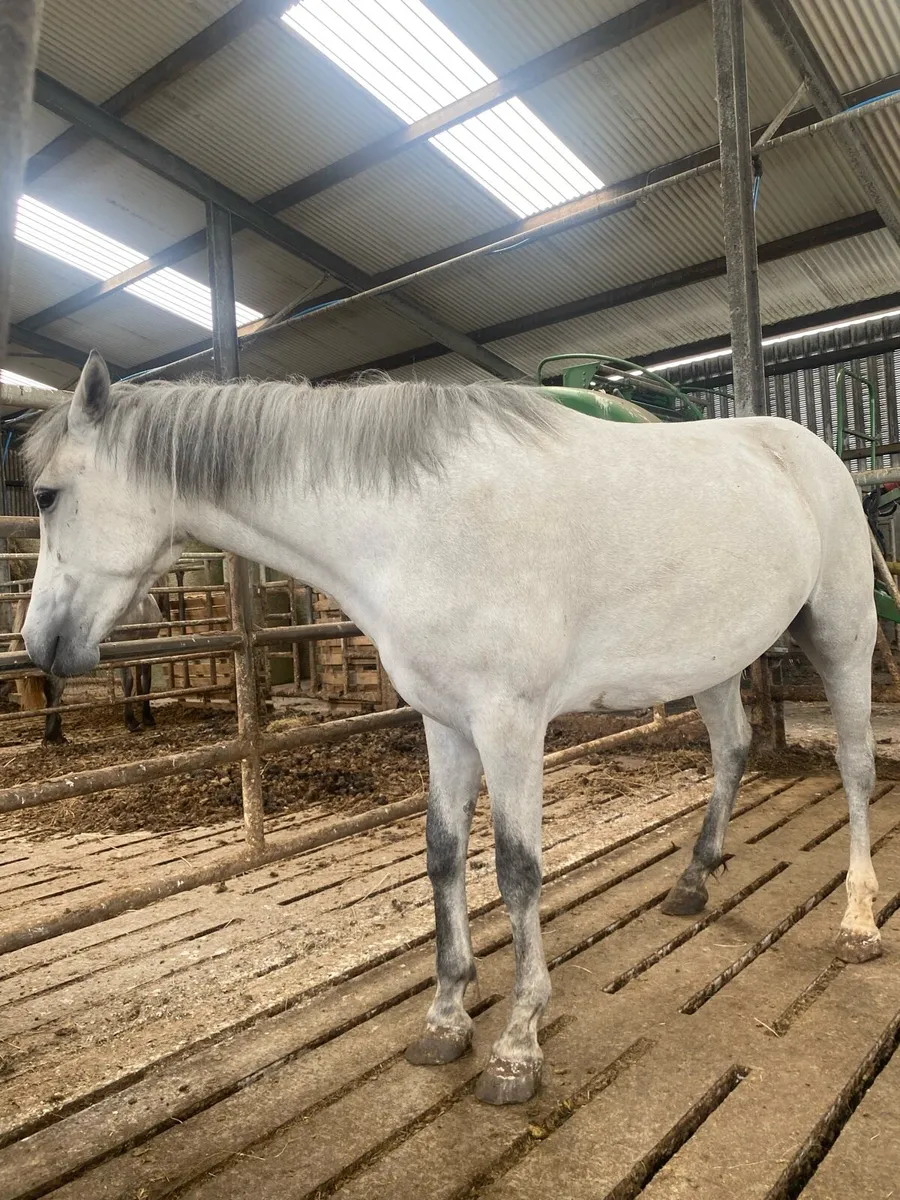 Pure bred Connemara filly - Image 1
