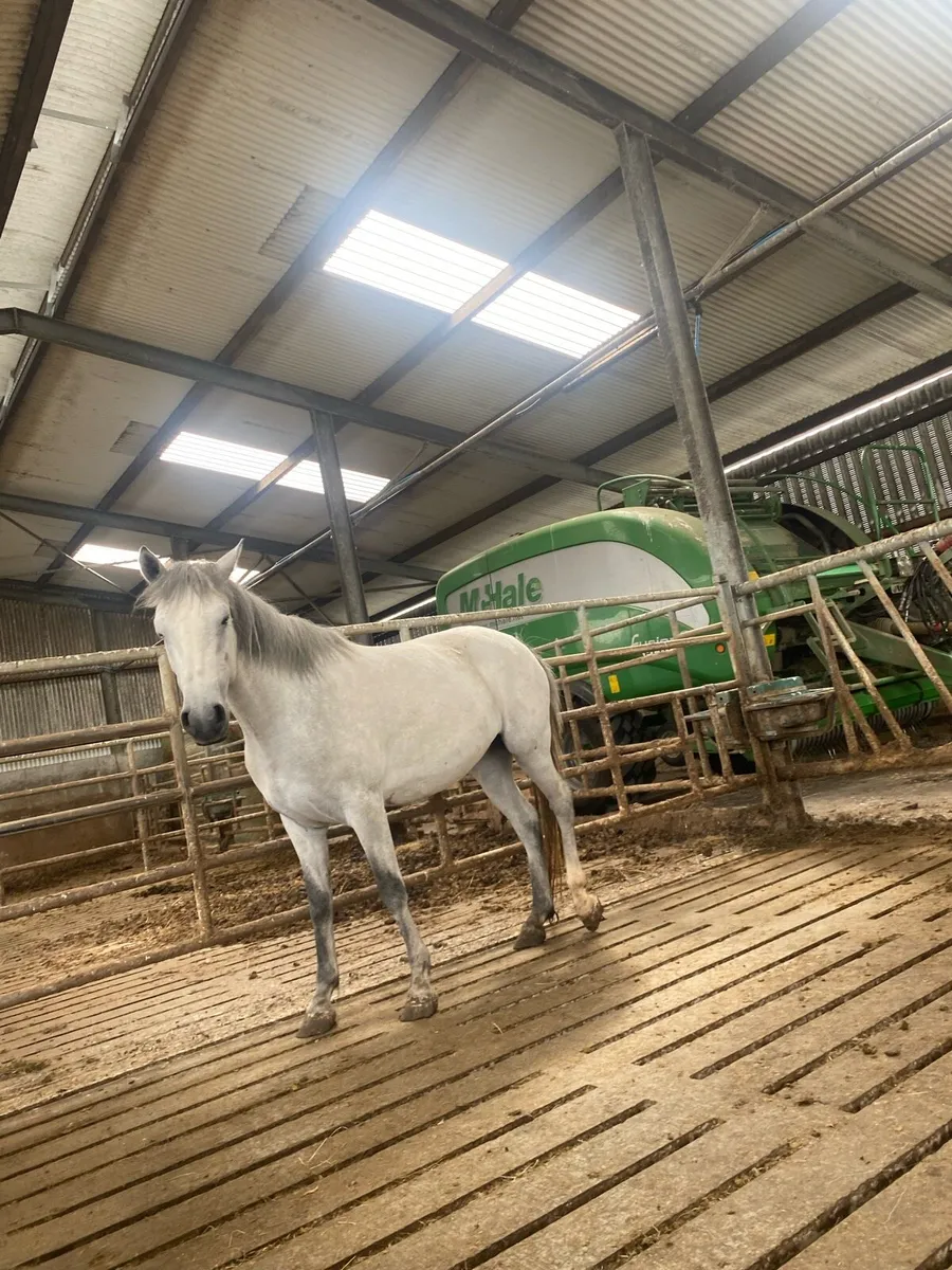 Pure bred Connemara filly - Image 2