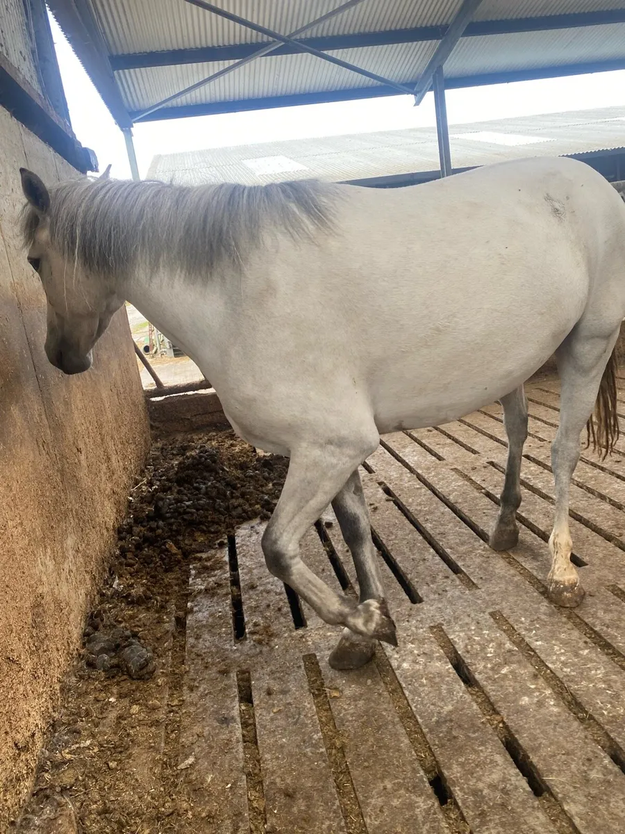 Pure bred Connemara filly - Image 4