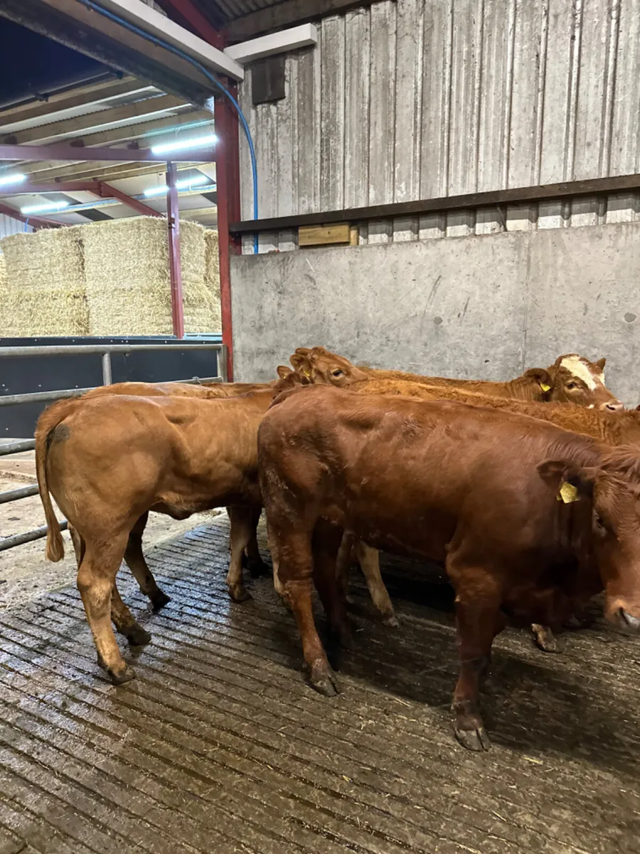 Lim store heifers - Image 2