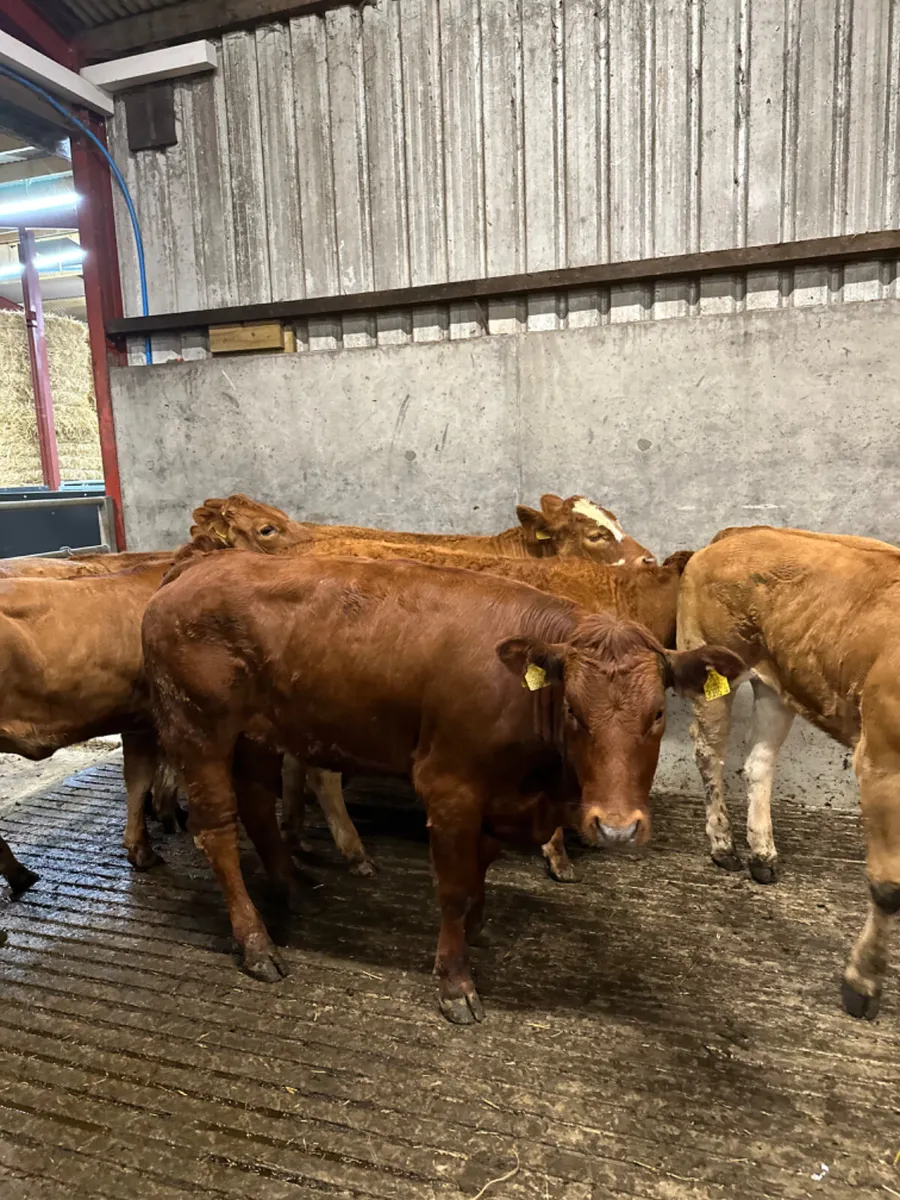 Lim store heifers - Image 1