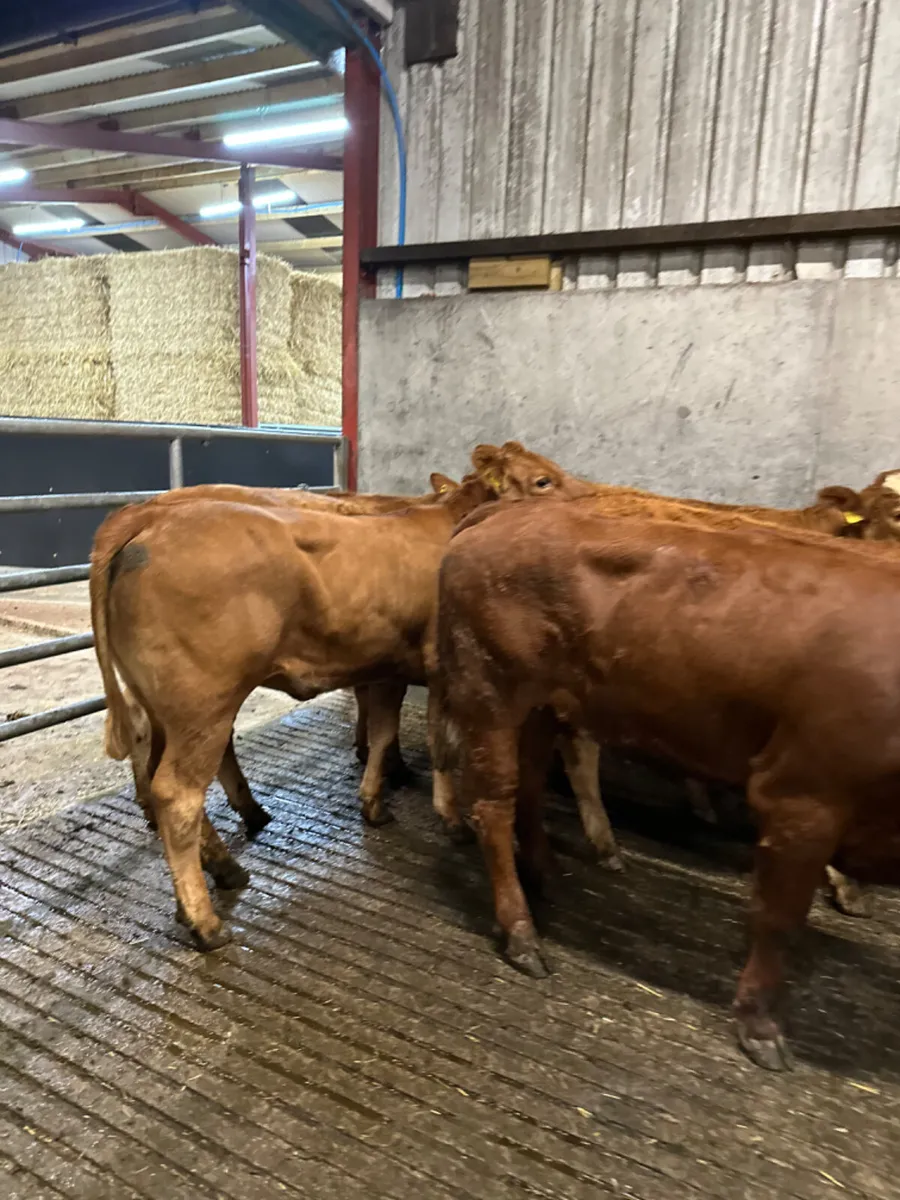 Lim store heifers - Image 4