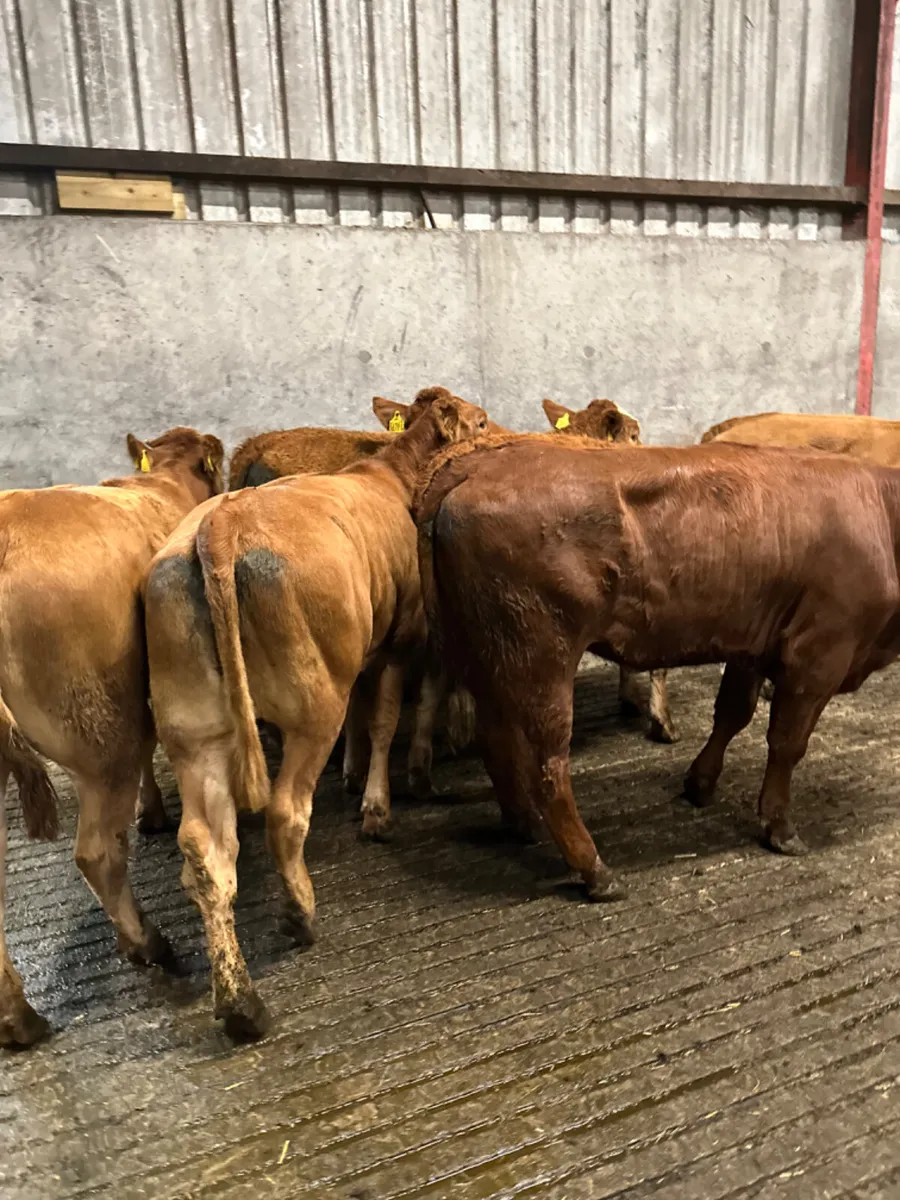 Lim store heifers - Image 3