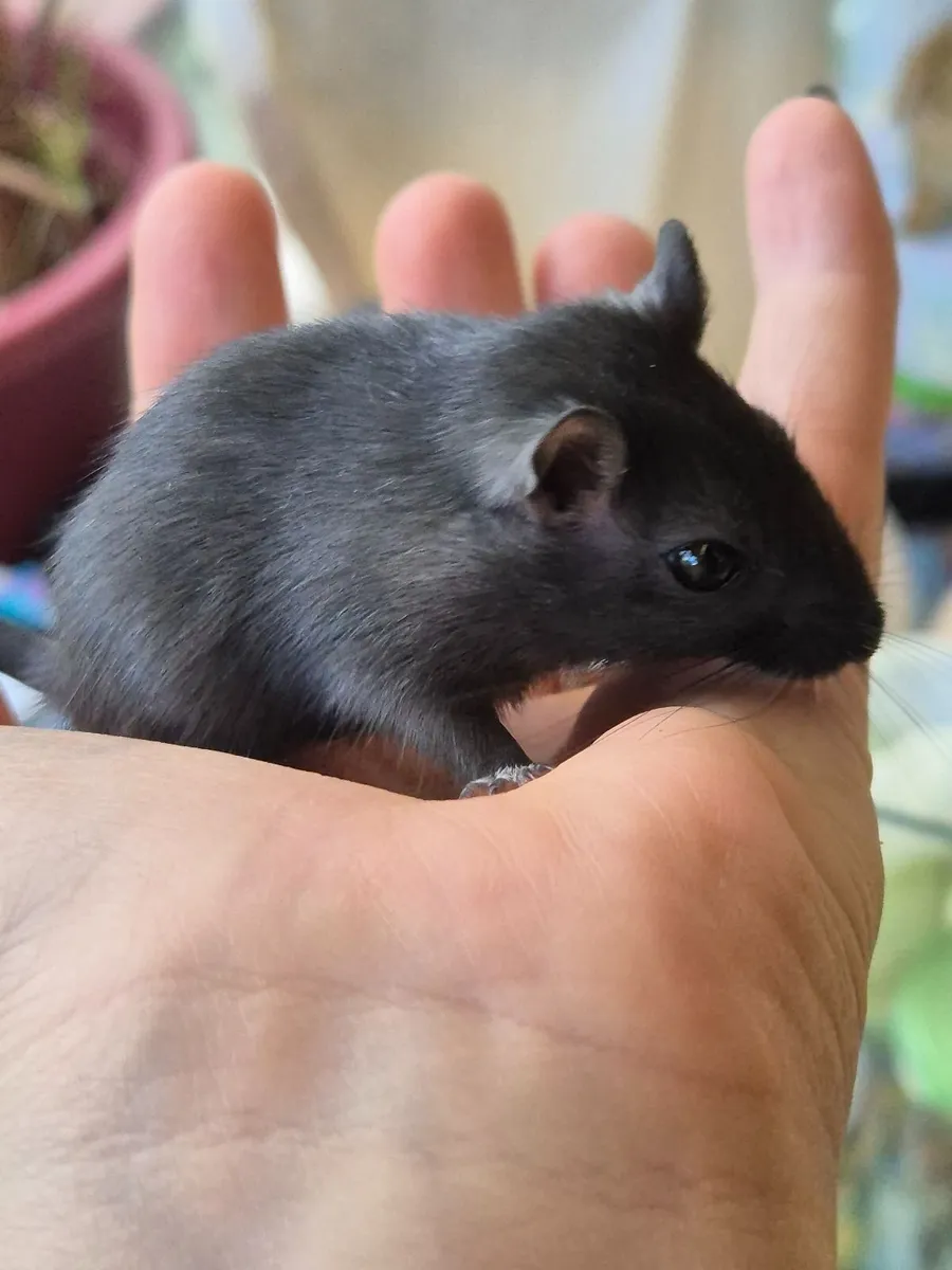 2x male Gerbils - Image 2
