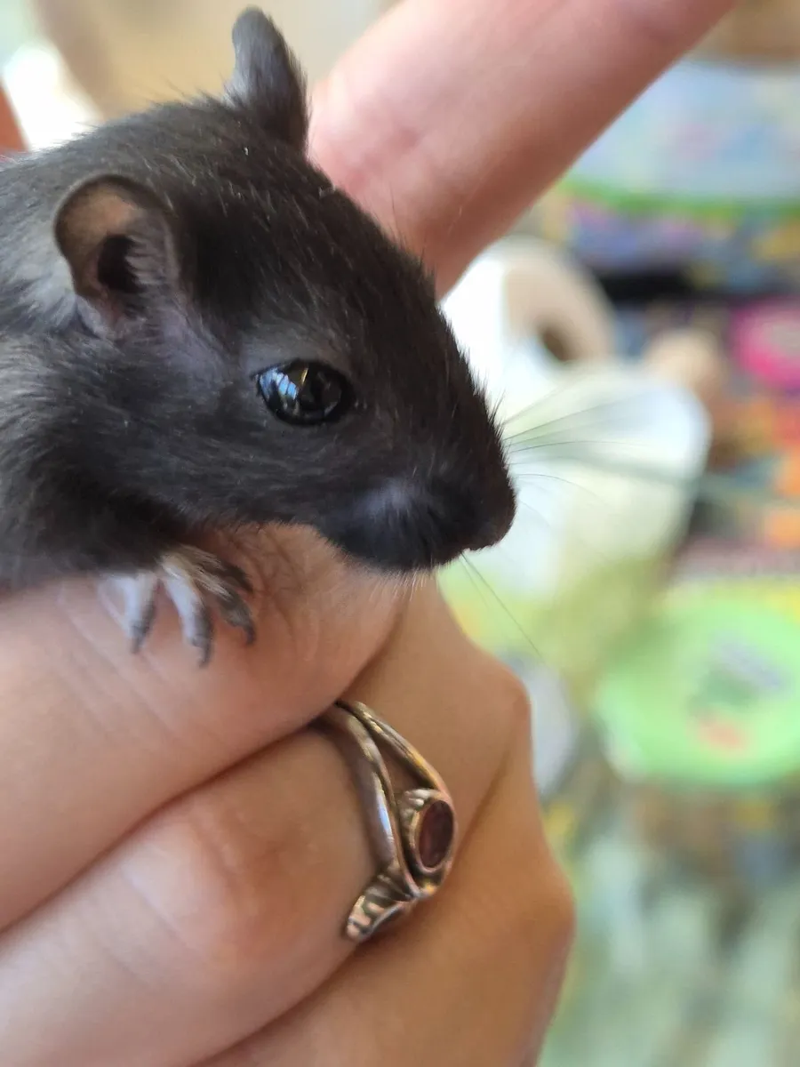2x male Gerbils - Image 3