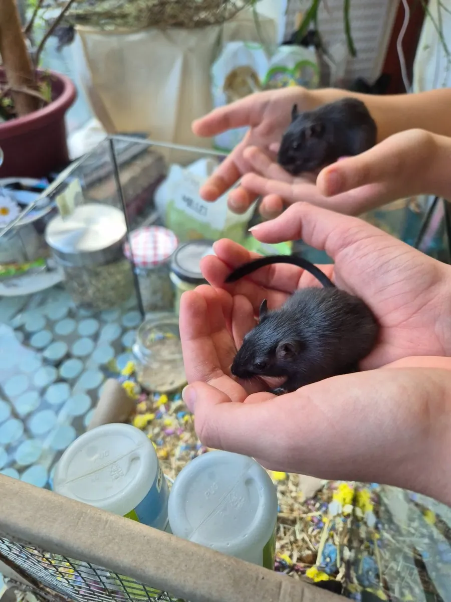 2x male Gerbils - Image 4