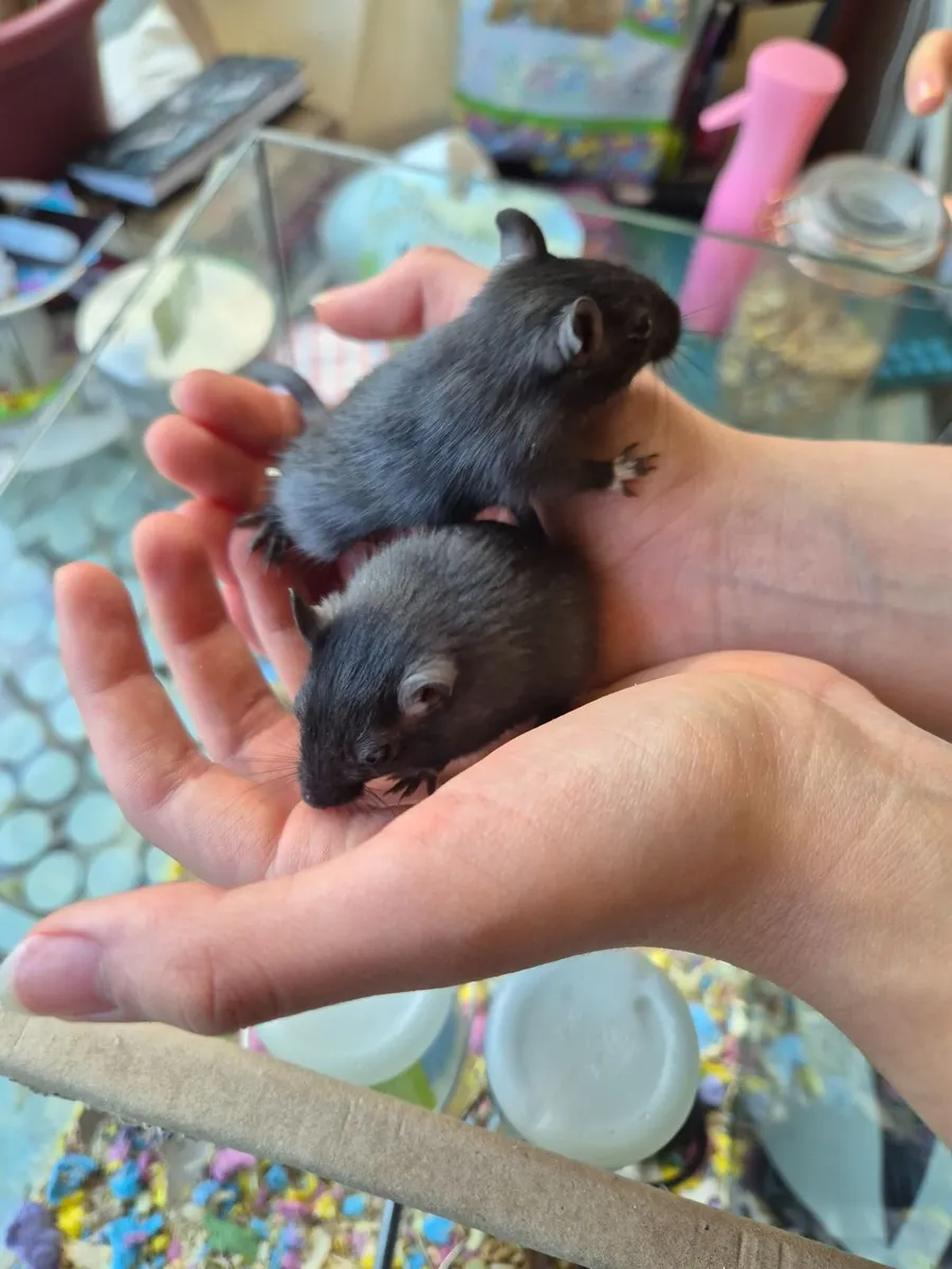 2x male Gerbils - Image 1