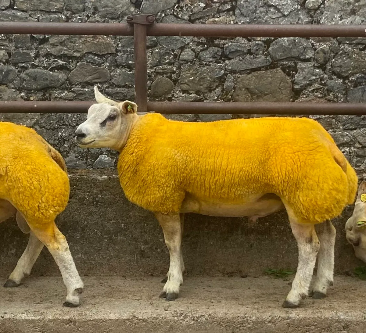 Beltex Sheep Ireland Sale - Image 1