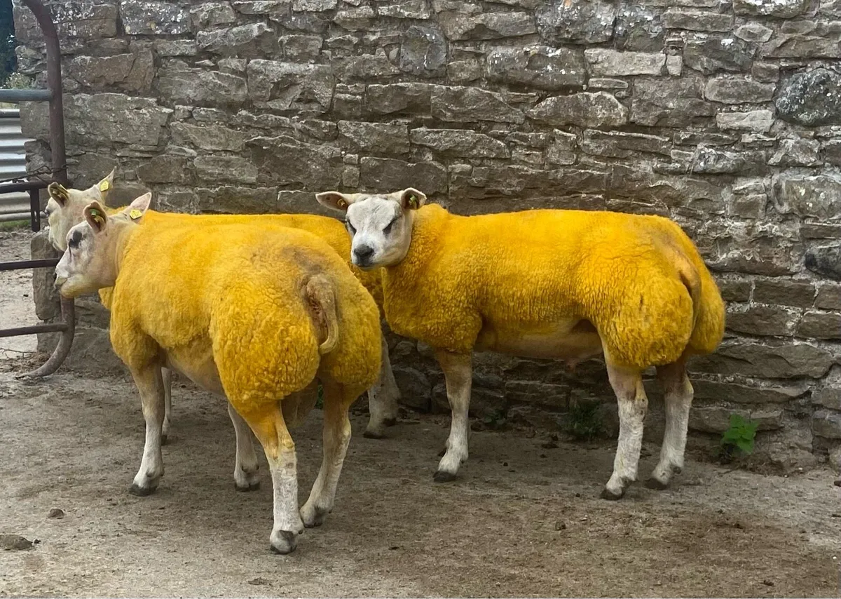 Beltex Sheep Ireland Sale - Image 2