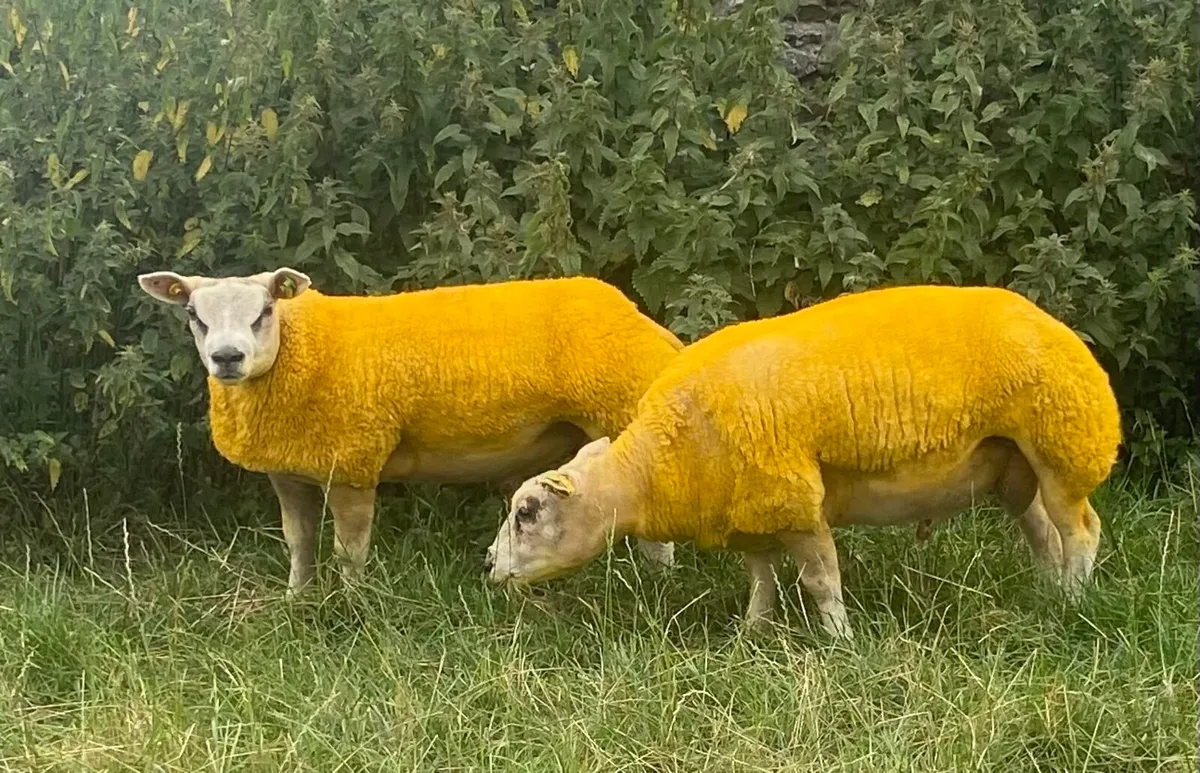 Beltex Sheep Ireland Sale - Image 3