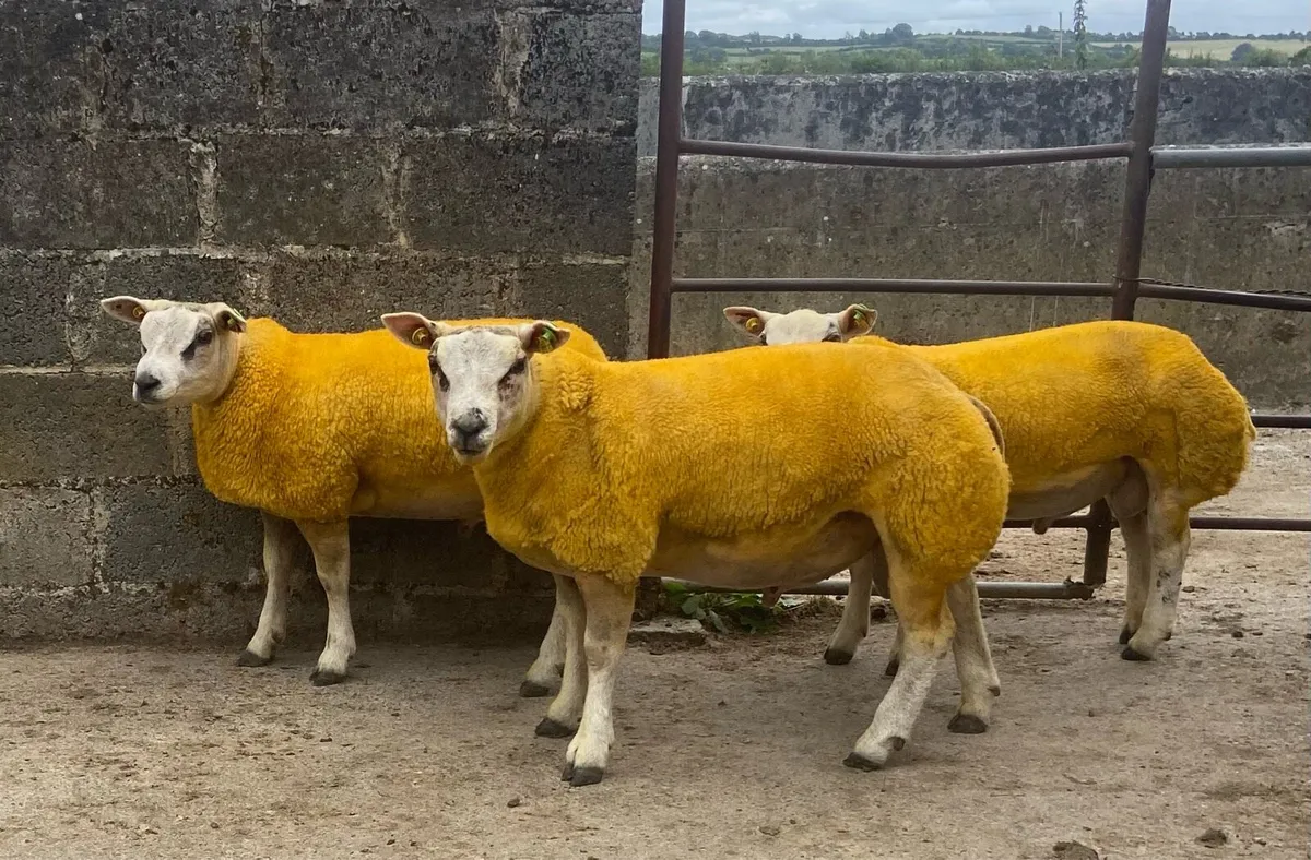 Beltex Sheep Ireland Sale - Image 4