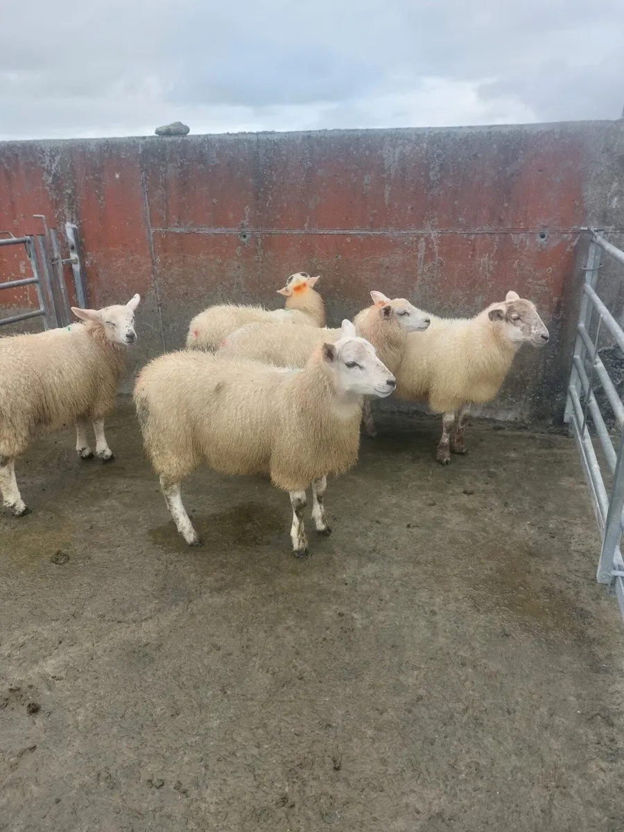 Ewe lambs - Image 2