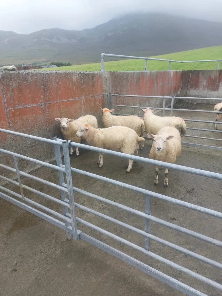 Ewe lambs - Image 1