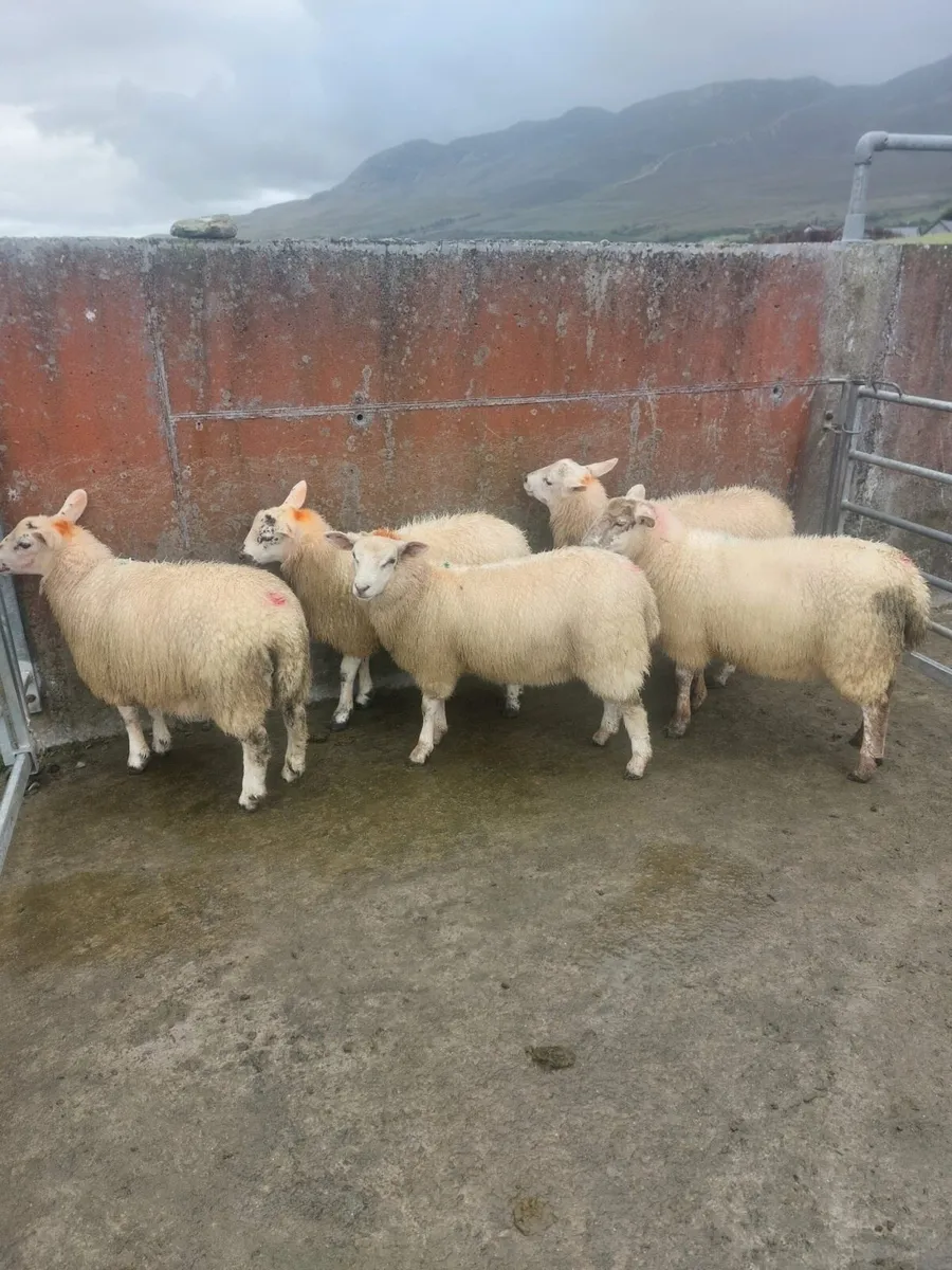 Ewe lambs - Image 3