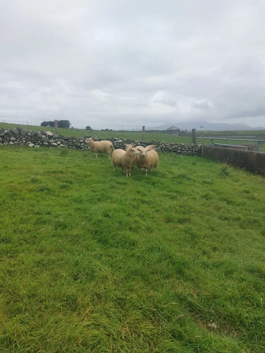 Ewe lambs - Image 4